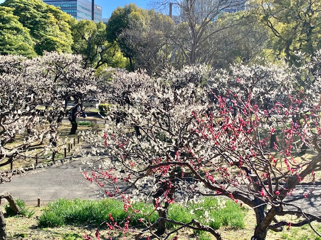 新宿から移って来た芝公園の梅 銀世界 Ktuyamaのブログ 新宿から移って来た芝公園の梅 銀世界 Ktuyamaのブログ