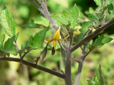 ミニトマトの花