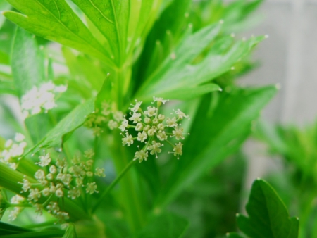 セロリの花