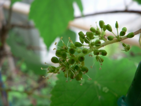 デラウェアの花