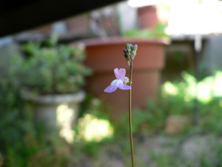 f:id:kubitaoru:20120416022050j:image