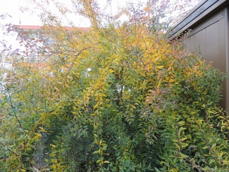 ユキヤナギの紅葉