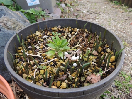 原種系チューリップの芽と生き残っているペチュニア