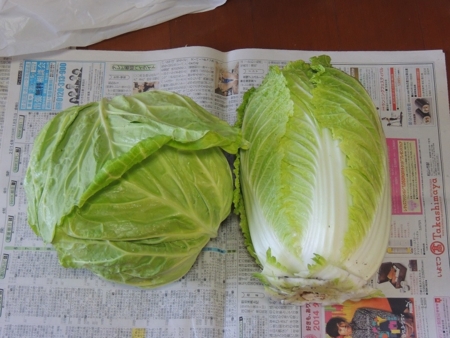 今日の収穫
