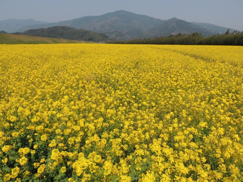 菜の花畑でつかまえて