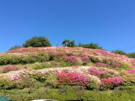 冨士山のつつじ