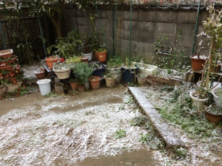 雪景色の庭