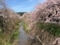 郷之谷川のしだれ桜