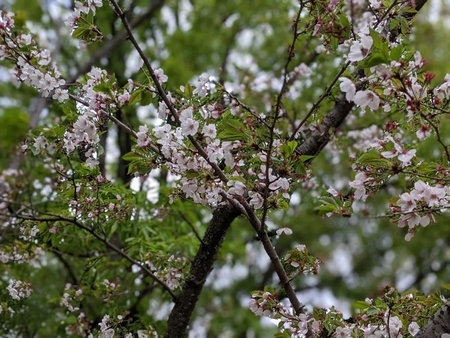 f:id:kubitaoru:20210404234124j:plain