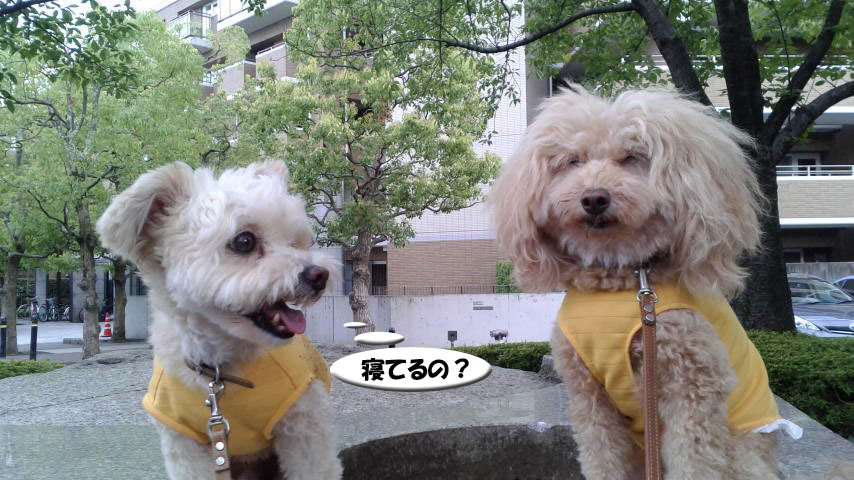 f:id:kubiwakoubou:20160723205352j:plain f:id:kubiwakoubou:20160723205352j:plain