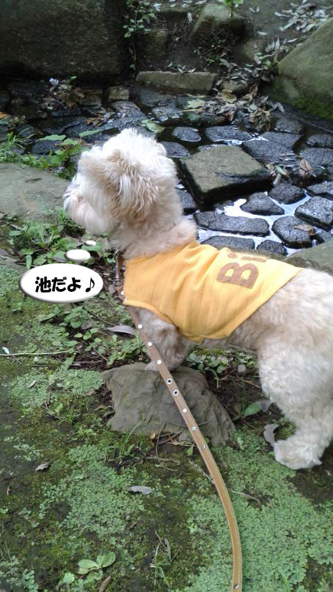 f:id:kubiwakoubou:20160723212723j:plain f:id:kubiwakoubou:20160723212723j:plain