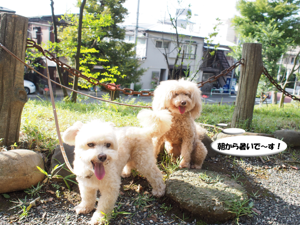 f:id:kubiwakoubou:20160805225855j:plain f:id:kubiwakoubou:20160805225855j:plain