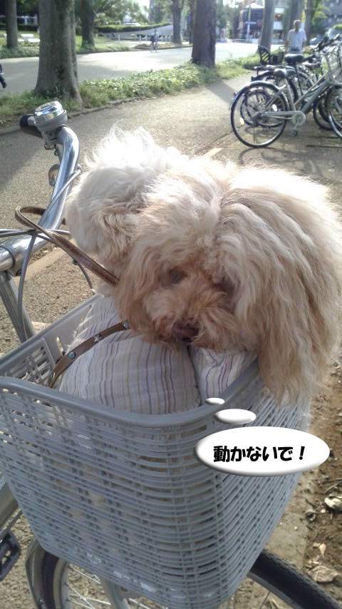 f:id:kubiwakoubou:20160805225940j:plain f:id:kubiwakoubou:20160805225940j:plain