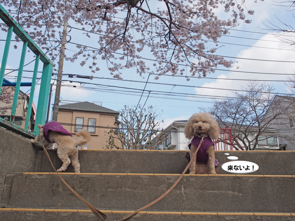 f:id:kubiwakoubou:20170406223707j:plain f:id:kubiwakoubou:20170406223707j:plain