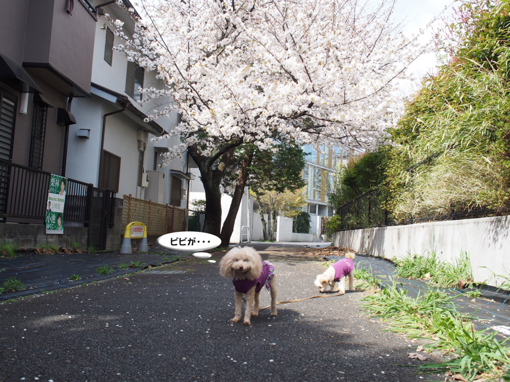f:id:kubiwakoubou:20170406223955j:plain f:id:kubiwakoubou:20170406223955j:plain