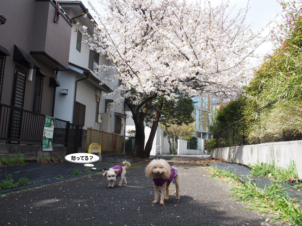 f:id:kubiwakoubou:20170406224140j:plain f:id:kubiwakoubou:20170406224140j:plain