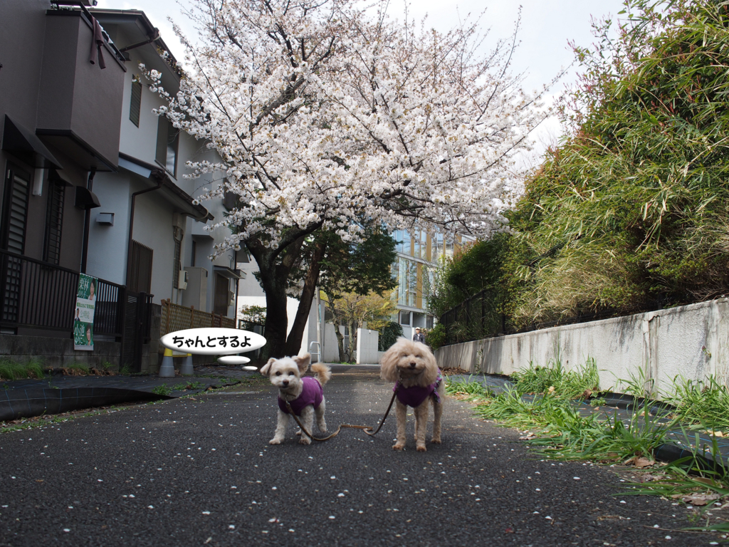 f:id:kubiwakoubou:20170406224506j:plain f:id:kubiwakoubou:20170406224506j:plain