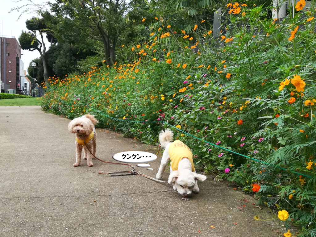 f:id:kubiwakoubou:20170916221545j:plain f:id:kubiwakoubou:20170916221545j:plain