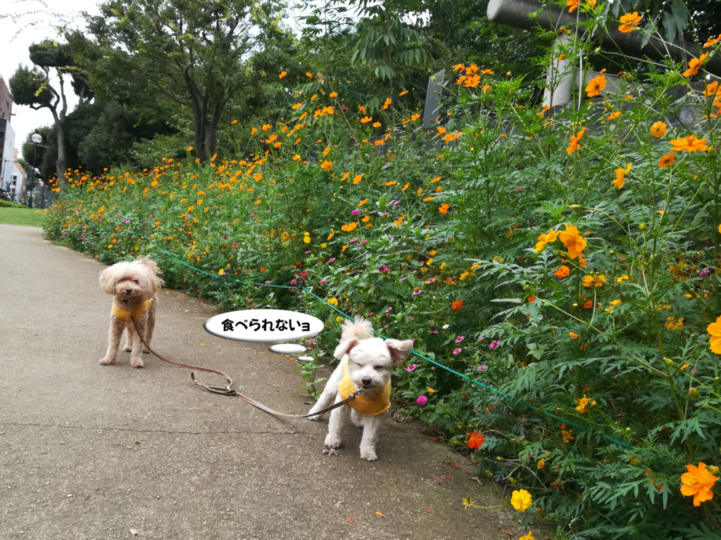 f:id:kubiwakoubou:20170916221658j:plain f:id:kubiwakoubou:20170916221658j:plain