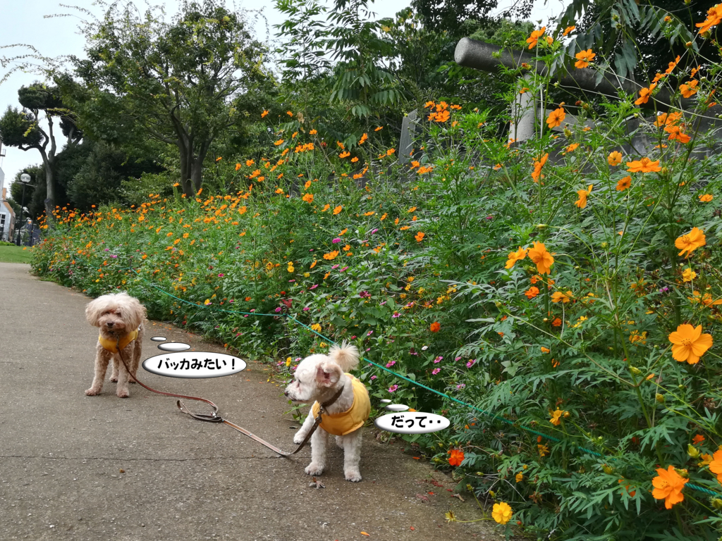 f:id:kubiwakoubou:20170916221812j:plain f:id:kubiwakoubou:20170916221812j:plain