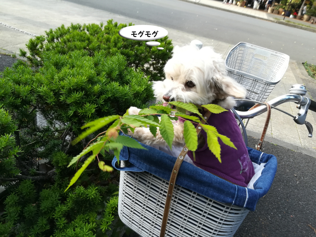 f:id:kubiwakoubou:20180512225326j:plain f:id:kubiwakoubou:20180512225326j:plain