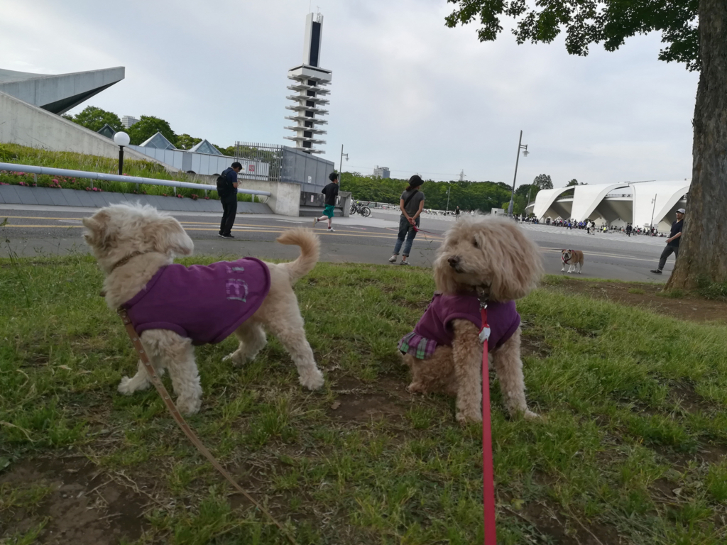 f:id:kubiwakoubou:20180512225426j:plain f:id:kubiwakoubou:20180512225426j:plain