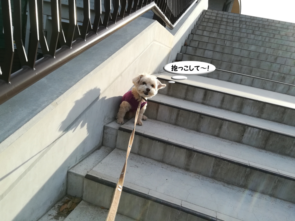f:id:kubiwakoubou:20180512225617j:plain f:id:kubiwakoubou:20180512225617j:plain