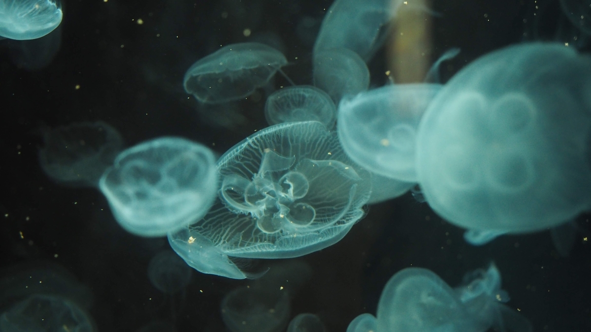 f:id:kubo1019:20190518232131j:plain f:id:kubo1019:20190518232131j:plain