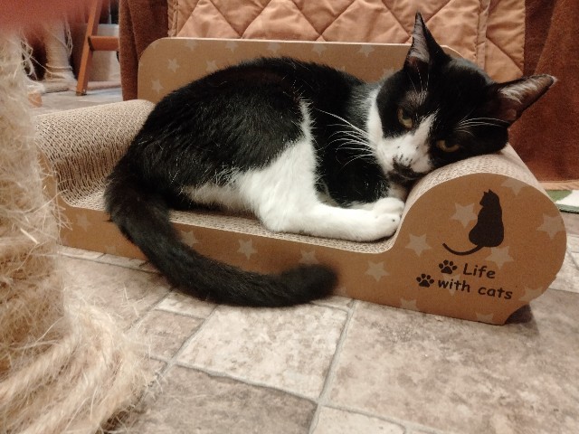 f:id:kubo666:20220527195348j:image