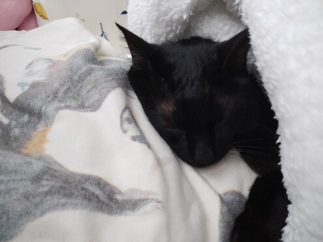 f:id:kubo666:20230114103449j:image