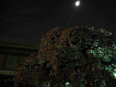 f:id:kubohashi:20090523001913j:image