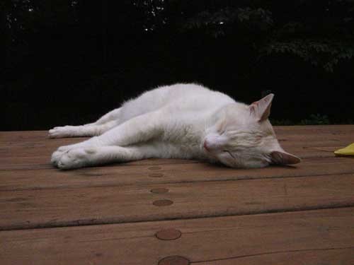 f:id:kubohashi:20090717220732j:image f:id:kubohashi:20090717220732j:image
