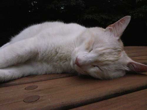 f:id:kubohashi:20090717220733j:image f:id:kubohashi:20090717220733j:image