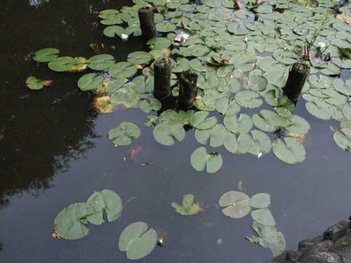 f:id:kubohashi:20090717220740j:image f:id:kubohashi:20090717220740j:image