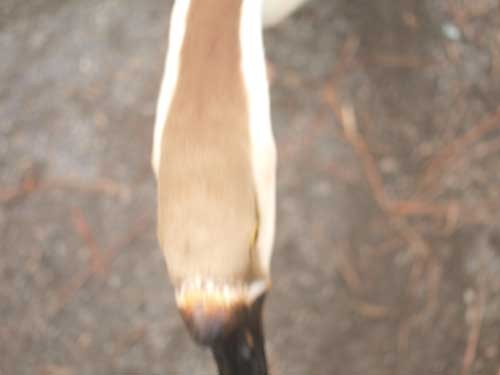 f:id:kubohashi:20090726010922j:image