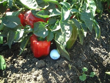 f:id:kuboyumi:20060903115652j:image