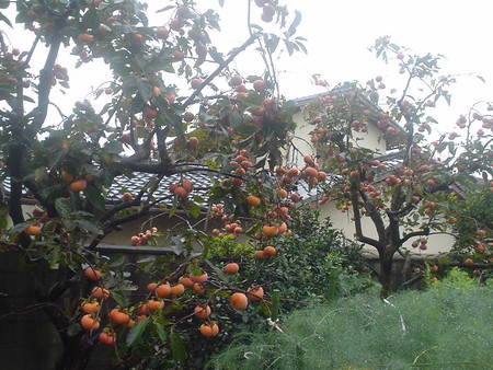 f:id:kuboyumi:20061119174850j:image