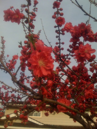 f:id:kuboyumi:20090220163340j:image