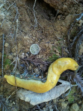 f:id:kuboyumi:20110414145300j:image