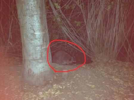 f:id:kuboyumi:20120205181755j:image