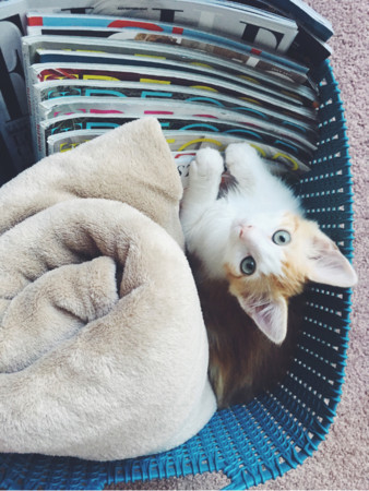 f:id:kuboyumi:20170730011721j:image