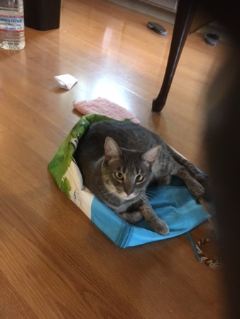 f:id:kuboyumi:20170918173538j:image