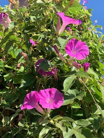 f:id:kuboyumi:20191113154458j:image