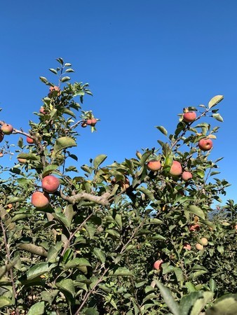 f:id:kuboyumi:20200926155056j:image