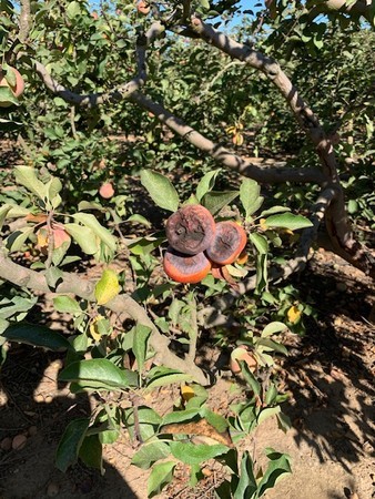 f:id:kuboyumi:20200926155103j:image