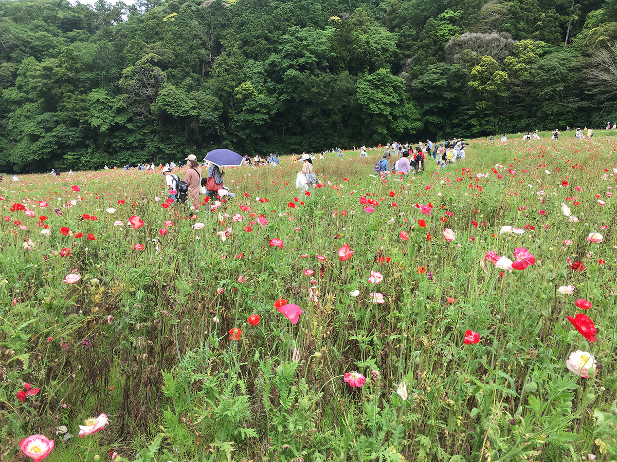 くりはま花の国ポピー無料花摘み大会の様子