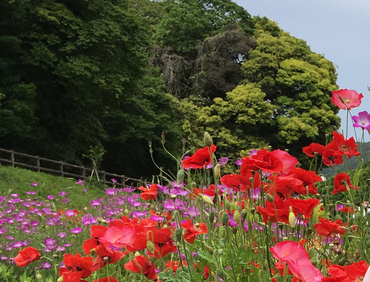 可憐に咲くポピーの花々