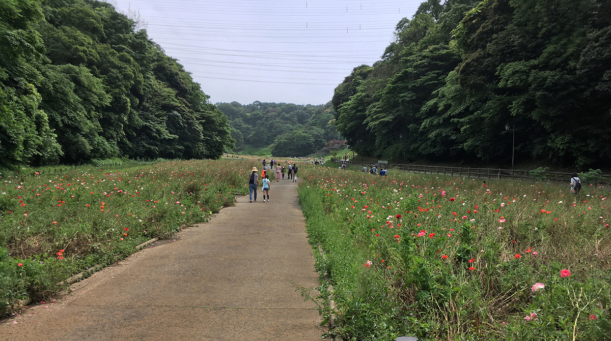 ポピー花摘み大会の日のポピーの様子