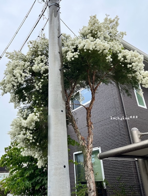 メディカルティーツリーの樹高が高いので台風対策でバッサリ大剪定