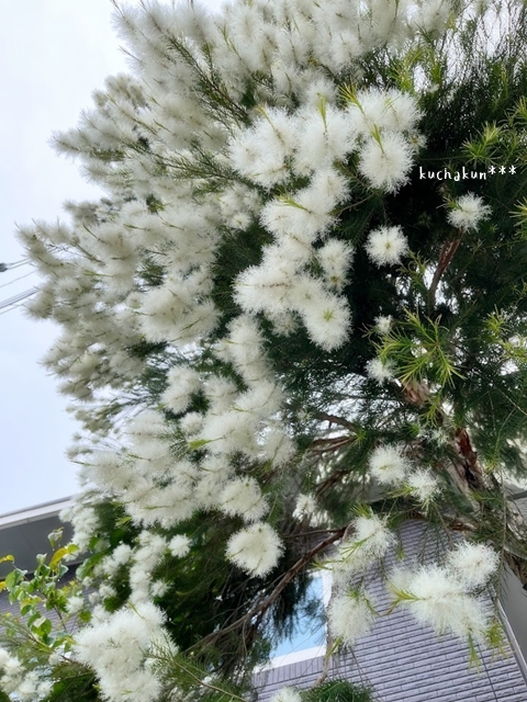 メディカルティーツリーの樹高が高いので台風対策でバッサリ大剪定